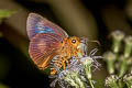 Common Orange Awlet Burara harisa harisa