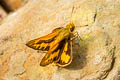 Common Palm Dart Telicota colon stinga