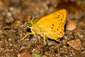 Common Palm Dart Telicota colon stinga