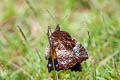 Common Palmfly Elymnias hypermnestra tinctoria