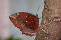 Common Palmfly Elymnias hypermnestra tinctoria