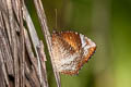 Common Palmfly Elymnias hypermnestra tinctoria