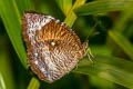 Common Palmfly Elymnias hypermnestra tinctoria