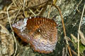 Common Palmfly Elymnias hypermnestra meridionalis