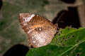 Common Palmfly Elymnias hypermnestra tinctoria