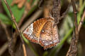 Common Palmfly Elymnias hypermnestra tinctoria