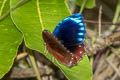 Common Palmfly Elymnias hypermnestra tinctoria