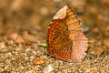 Common Palmfly Elymnias hypermnestra tinctoria