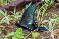 Common Peacock Papilio bianor stockleyi