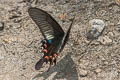 Common Peacock Papilio bianor stockleyi