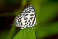 Common Pierrot Castalius rosimon rosimon