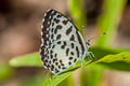 Common Pierrot Castalius rosimon rosimon