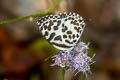 Common Pierrot Castalius rosimon rosimon