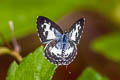 Common Pierrot Castalius rosimon rosimon