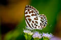 Common Pierrot Castalius rosimon rosimon