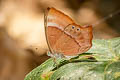 Common Plum Judy Abisara echerius paionea