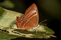 Common Plum Judy Abisara echerius paionea