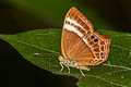 Common Plum Judy Abisara echerius paionea