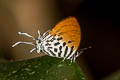 Common Posy Drupadia ravindra moorei