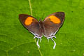 Common Posy Drupadia ravindra boisduvalii