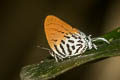 Common Posy Drupadia ravindra moorei