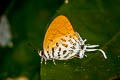 Common Posy Drupadia ravindra boisduvalii