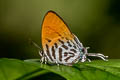 Common Posy Drupadia ravindra boisduvalii