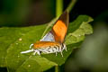 Common Posy Drupadia ravindra boisduvalii