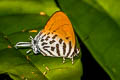 Common Posy Drupadia ravindra boisduvalii