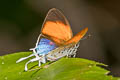 Common Posy Drupadia ravindra boisduvalii