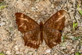 Common Punchinello Zemeros flegyas allica