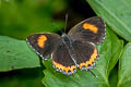 Common Purple Sapphire Heliophorus epicles latilimbata