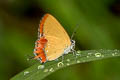 Common Purple Sapphire Heliophorus epicles latilimbata