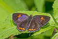 Common Purple Sapphire Heliophorus epicles tweediei