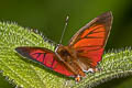 Common Red Flash Rapala iarbus iarbus (Oriental Red Flash)