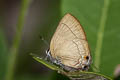 Common Red Flash Rapala iarbus iarbus (Oriental Red Flash)