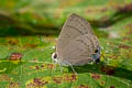 Common Red Flash Rapala iarbus iarbus (Oriental Red Flash)