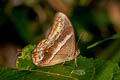 Common Red Forester Lethe mekara crijnana