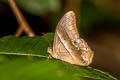 Common Red Forester Lethe mekara crijnana