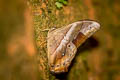 Common Red Forester Lethe mekara crijnana