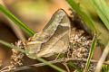 Common Red Forester Lethe mekara crijnana