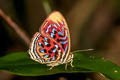 Common Red Harlequin Paralaxita telesia lyclene (White-spotted Harlequin)