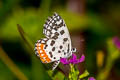 Common Red Pierrot Talicada nyseus macbethi