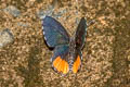 Common Red Pierrot Talicada nyseus macbethi