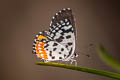 Common Red Pierrot Talicada nyseus macbethi