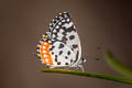 Common Red Pierrot Talicada nyseus macbethi