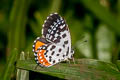 Common Red Pierrot Talicada nyseus macbethi