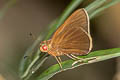 Common Redeye Matapa aria