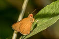 Common Redeye Matapa aria