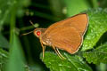 Common Redeye Matapa aria